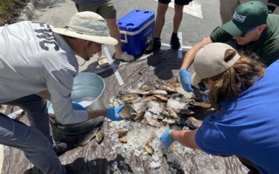 Register for the 2025 SWFL Invasive Freshwater Fish Roundup! 